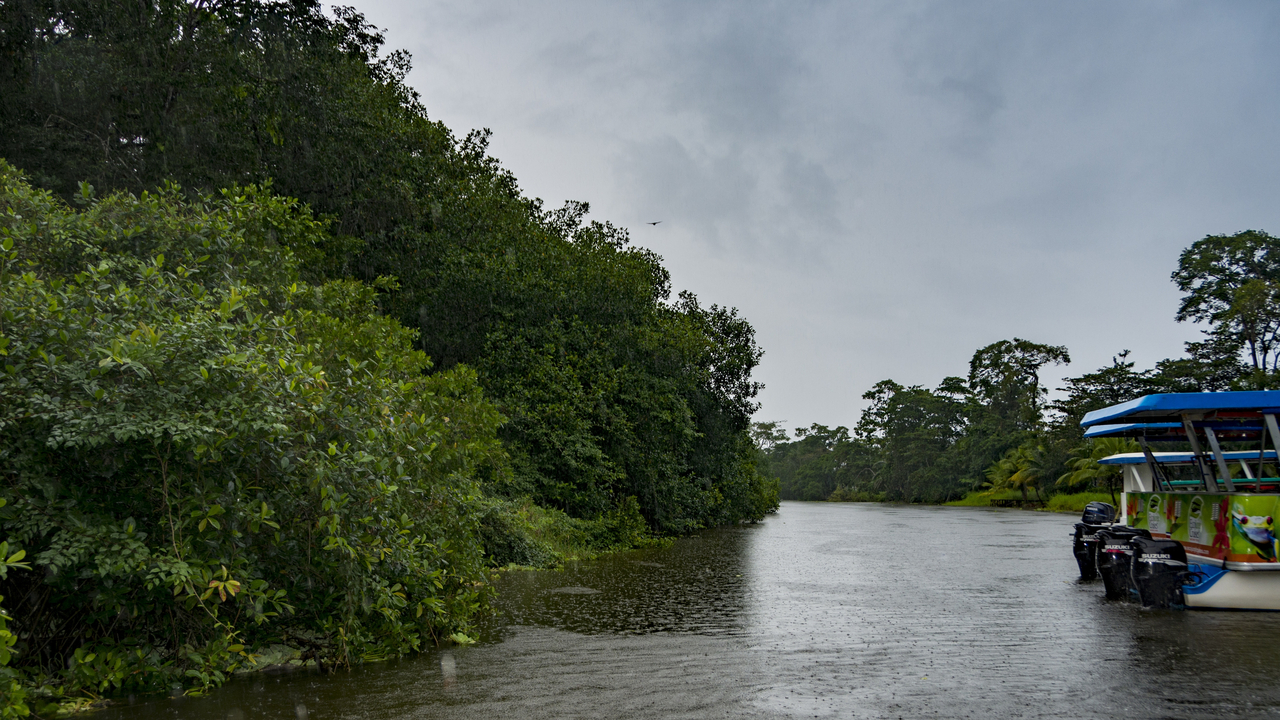 20171230 003   Tortuguero National Park, Puerto Limon, Limon, Costa Rica